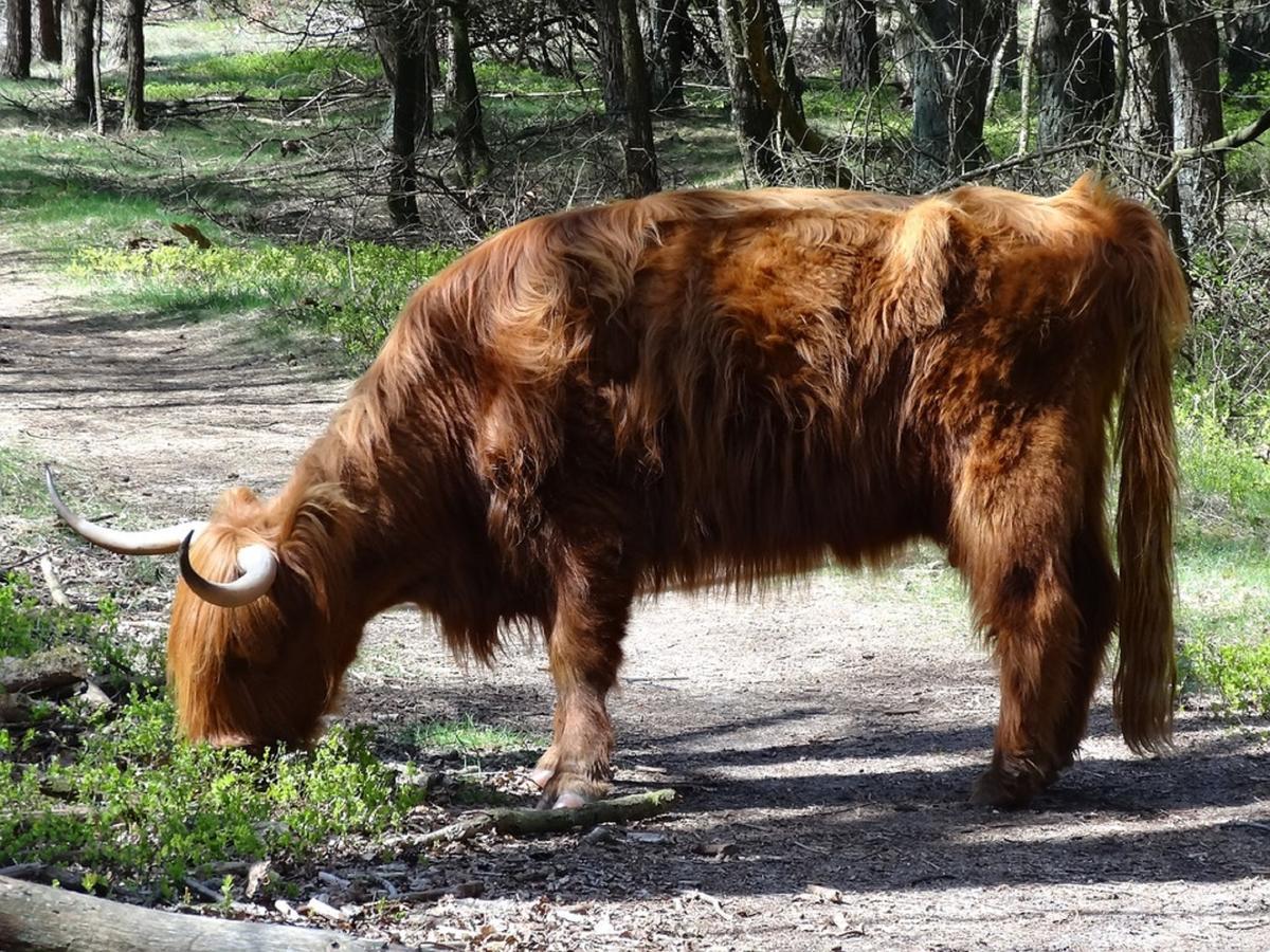B&B Het Wellnest Hulshorst Zewnętrze zdjęcie